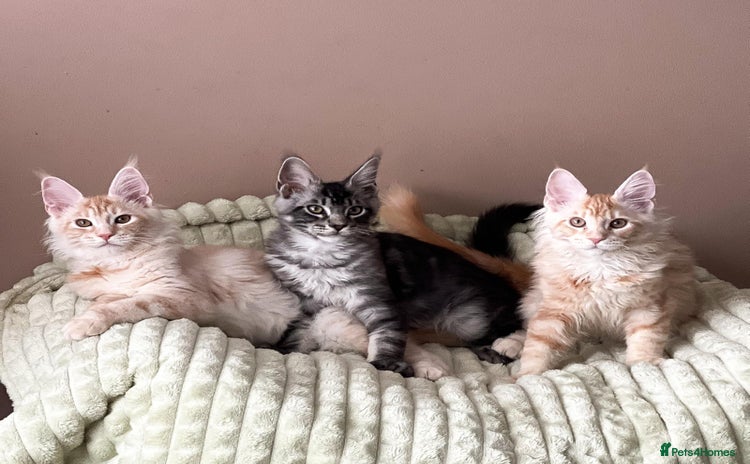 Maine Coon cats - Advert 4