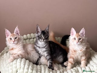 Maine Coon cats - Advert 28