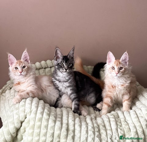 Maine Coon cats - Advert 4