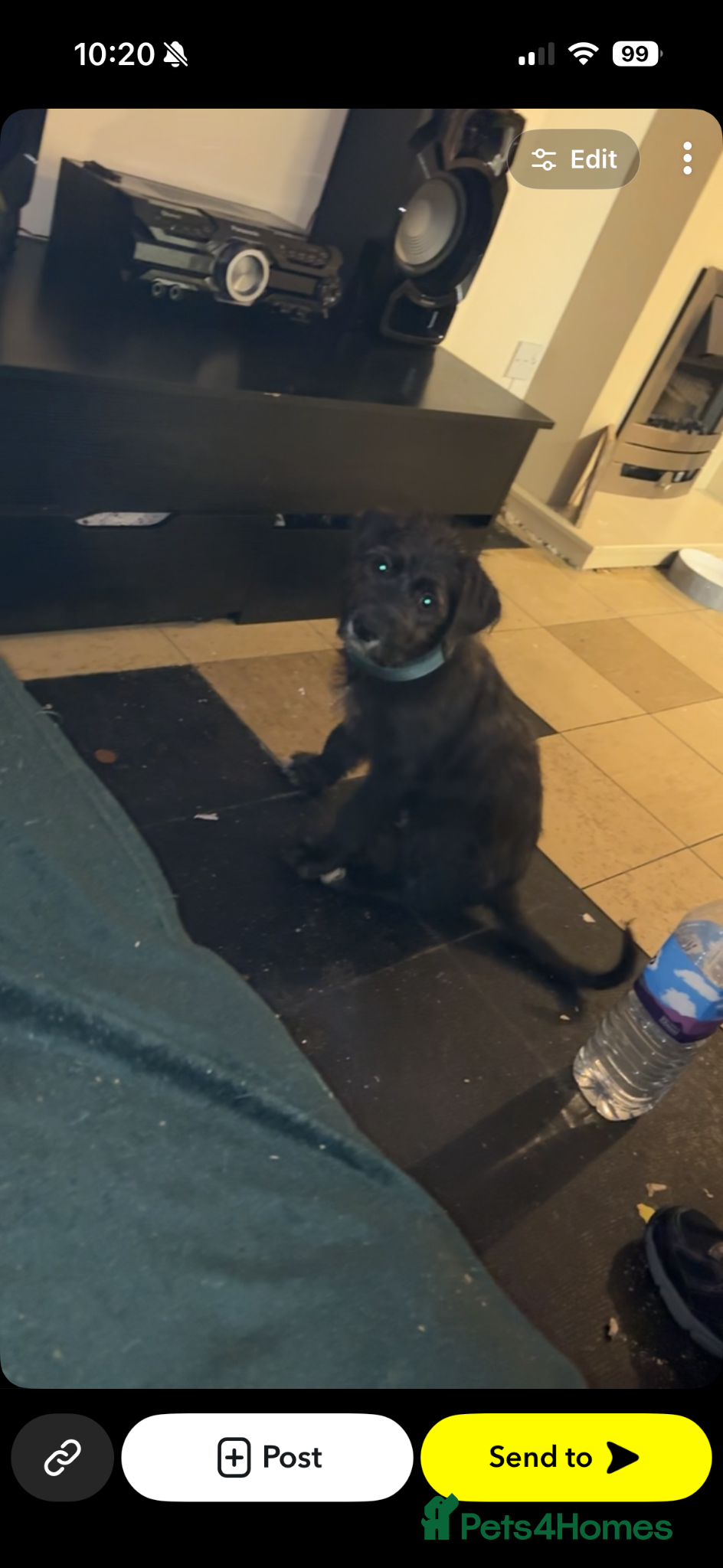 Mixed Breed dogs Male rottie cross  - Advert 5
