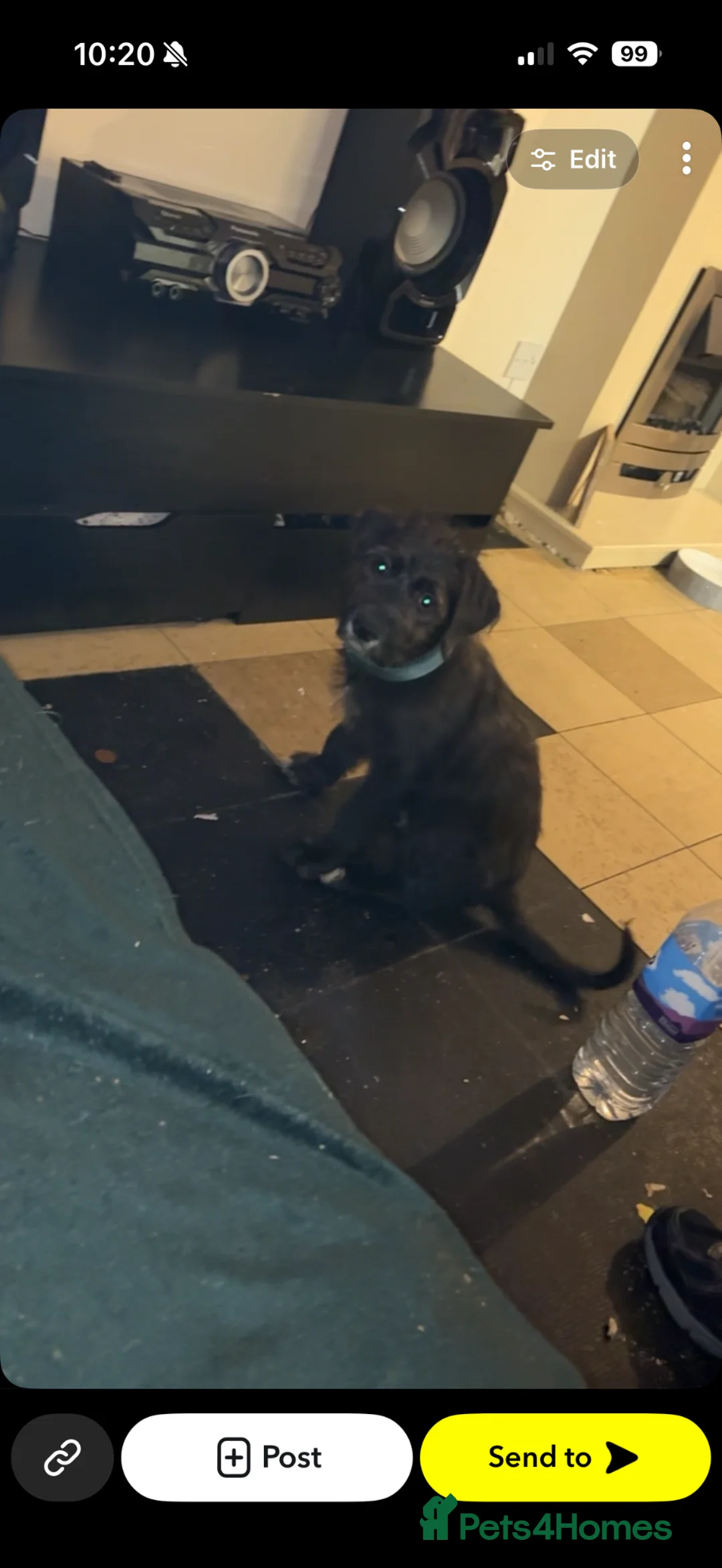 Mixed Breed dogs for sale: Male rottie cross  - Advert 1