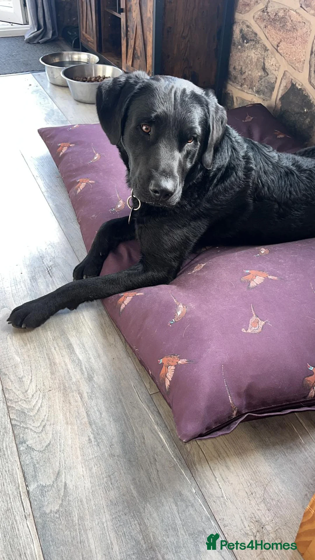 Labrador Retriever dogs for stud: Proven, KC Reg, fully health tested Labrador stud - Advert 5