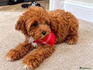 Maltipoo dogs Lovely asian boy maltipoo - Advert 1