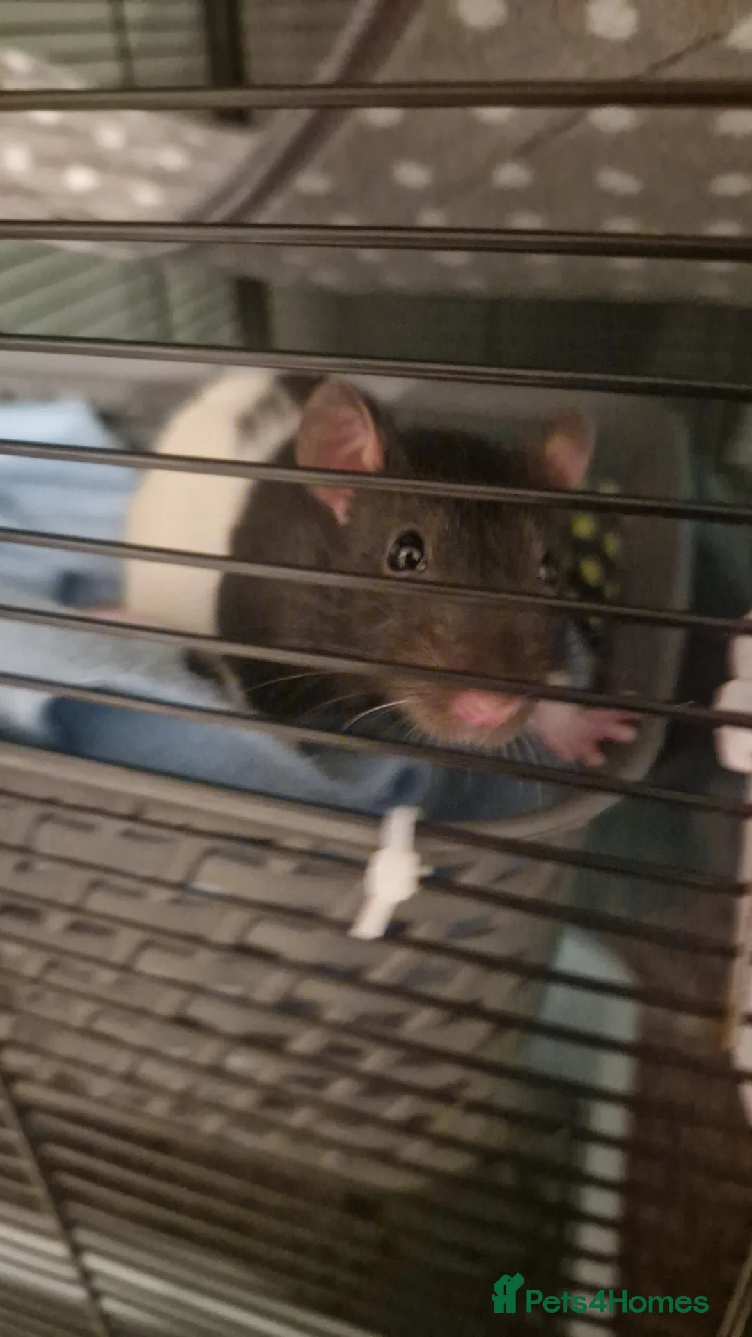 Rat rodents for sale: 2 Male rats + Cage and accesorios in Gerrards Cross - Advert 6