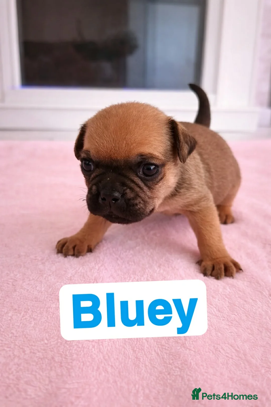 Mixed Breed dogs for sale: Adorable Patterpug Puppies! in Swadlincote - Advert 2