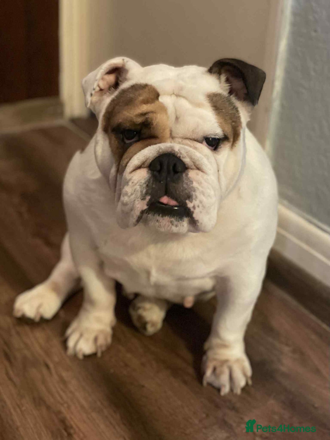 English Bulldog dogs for sale: English bulldog girl looking new home - Image 2