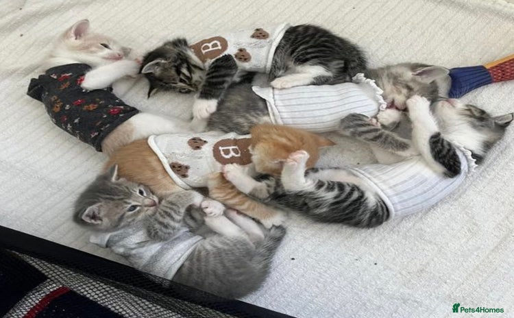 Mixed Breed cats - Advert 2
