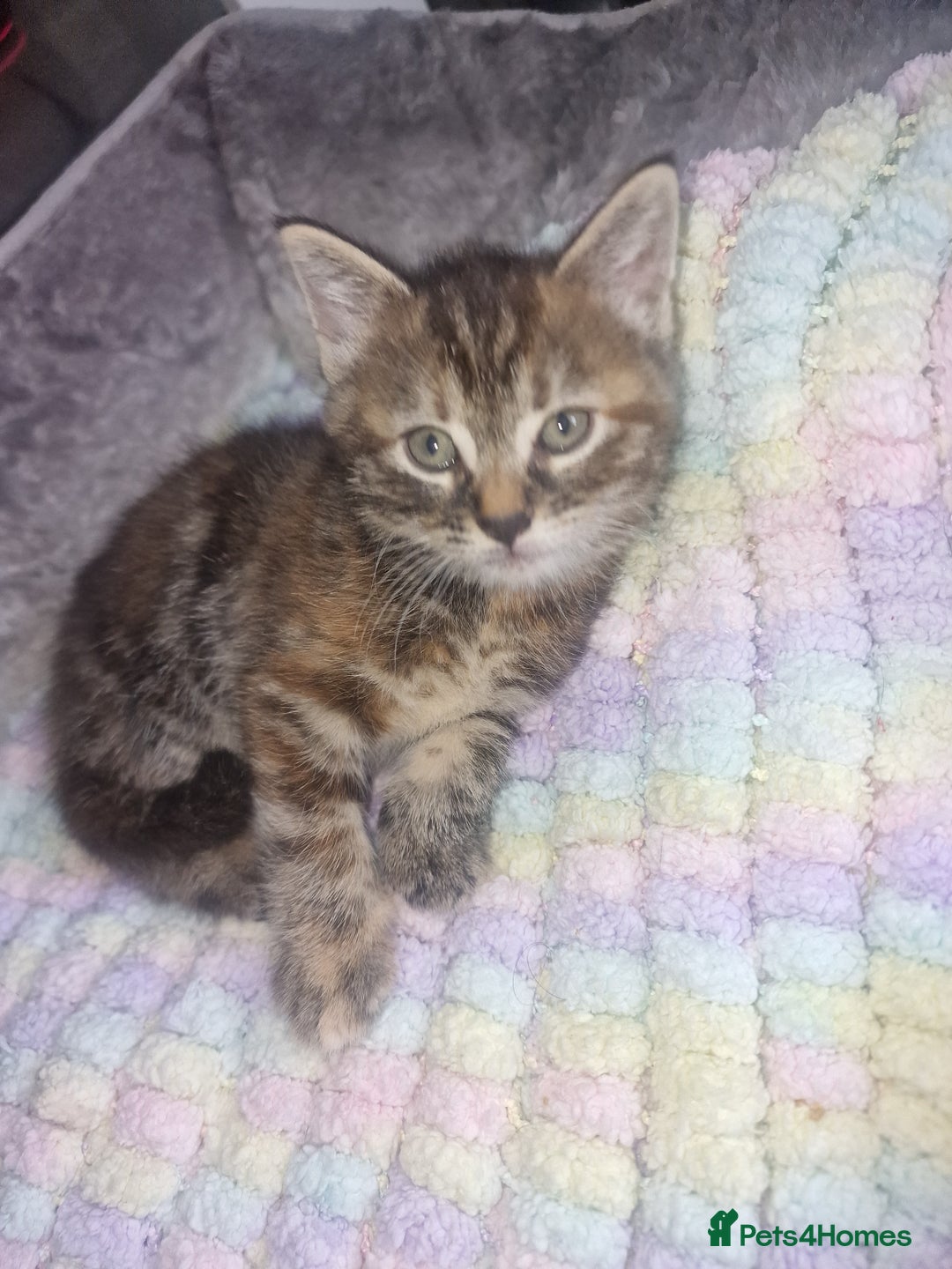 Bengal cats for sale: Stunning bengal X kittens - Image 11