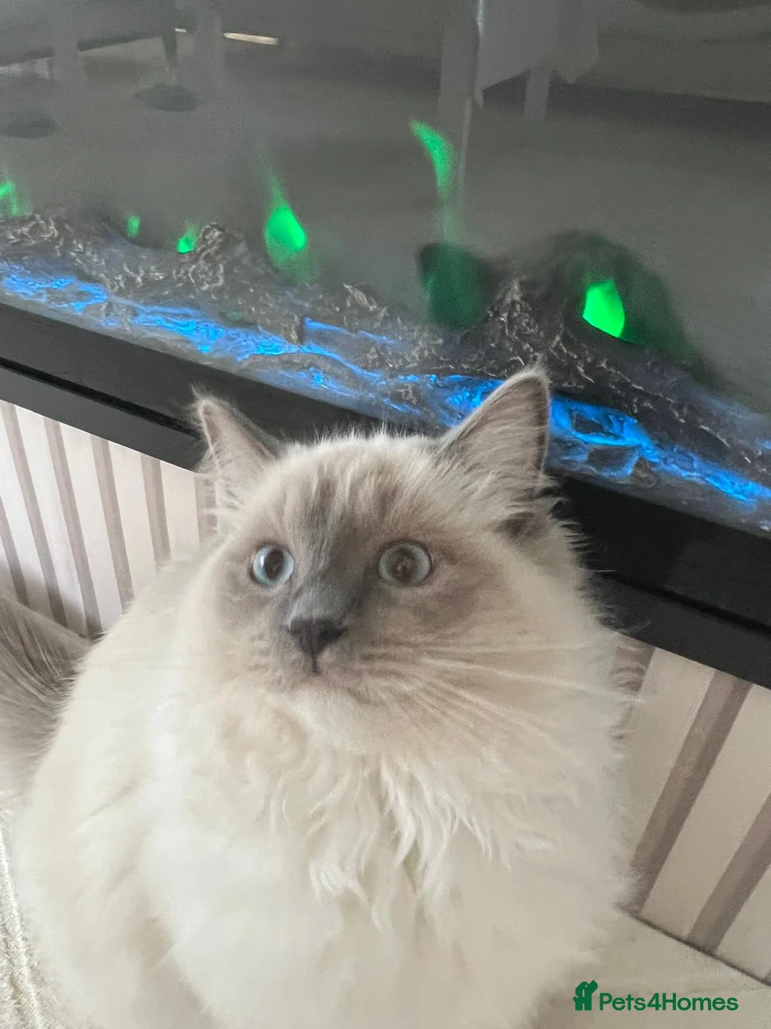 Ragdoll cats for sale: Mr gucci - Advert 5