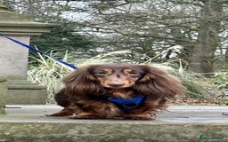 Miniature Dachshund dogs for sale: Pedigree long & short fur miniature dachshunds - Image 5