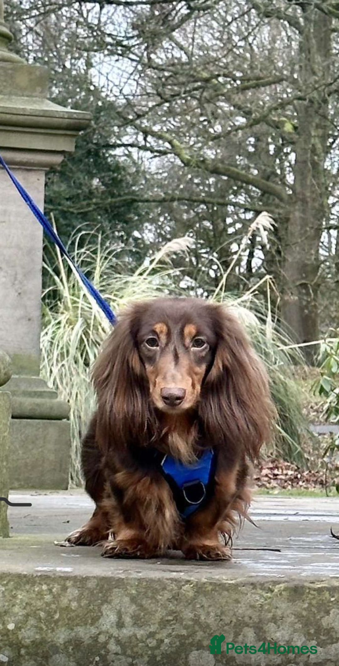 Miniature Dachshund dogs for sale: Pedigree long & short fur miniature dachshunds - Image 5