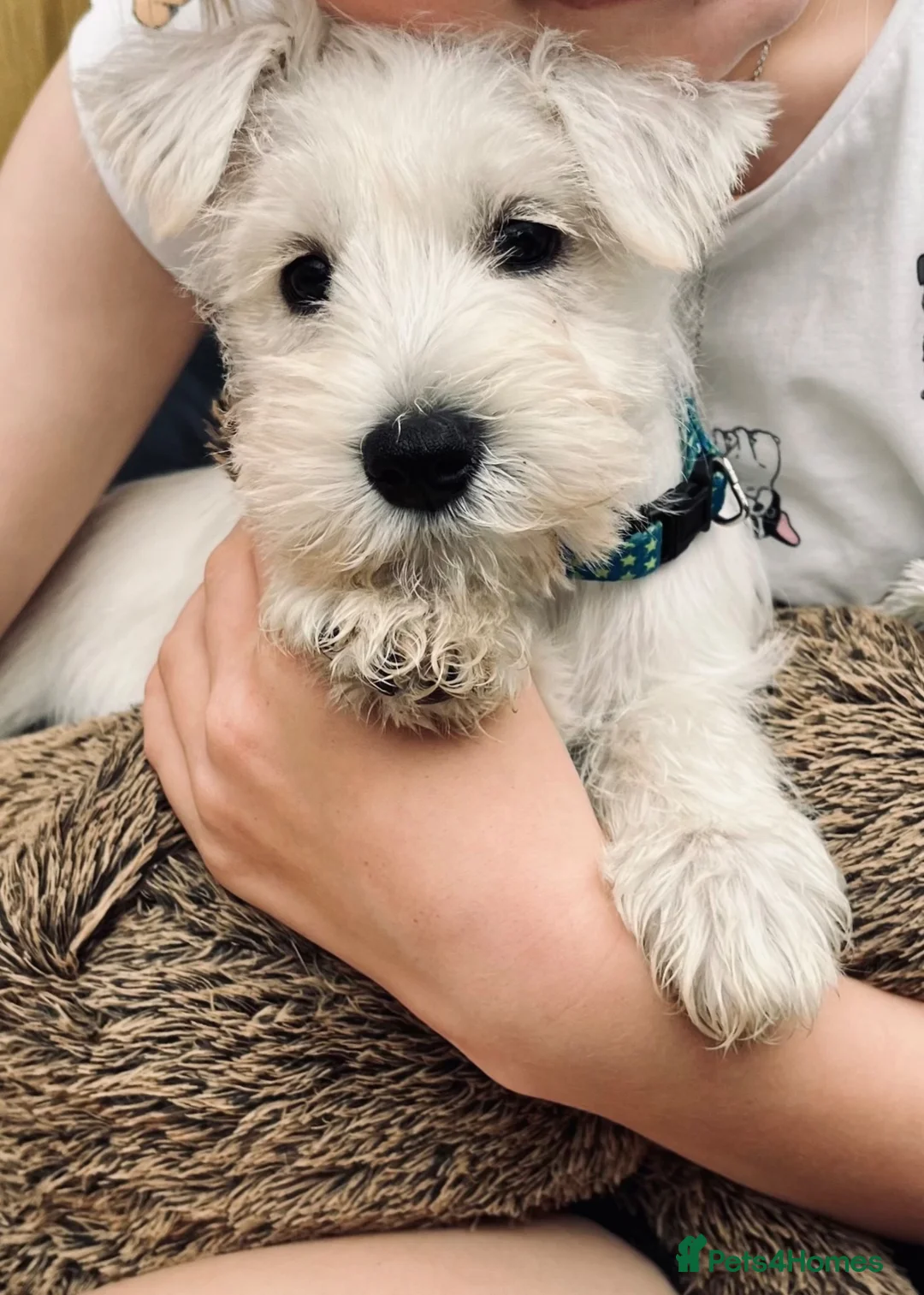 Miniature Schnauzer dogs for sale: MINIATURE SCHNAUZER PUPPIES READY NOW TO LEAVE  - Advert 15