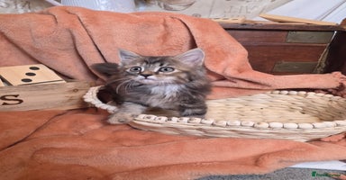 Mixed Breed cats Stunning medium hair kittens - Advert 4