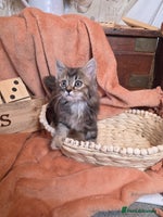 Mixed Breed cats Stunning medium hair kittens - Advert 4