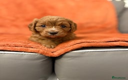 Cavapoo dogs for sale: 4 F1 Cavapoo puppies  - Image 3