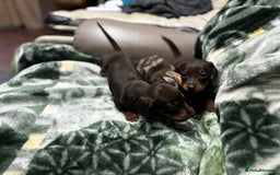 Miniature Dachshund dogs for sale: Miniature dachshund puppies - Image 3