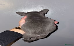 French Bulldog dogs for sale: French bulldog puppies  - Image 4