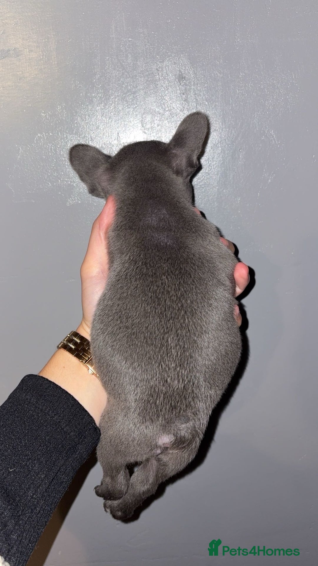 French Bulldog dogs for sale: French bulldog puppies  - Image 4