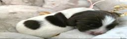 English Springer Spaniel dogs for sale: 💛Beautiful💫KC🐾English Springer Spaniel Puppies  - Advert 9