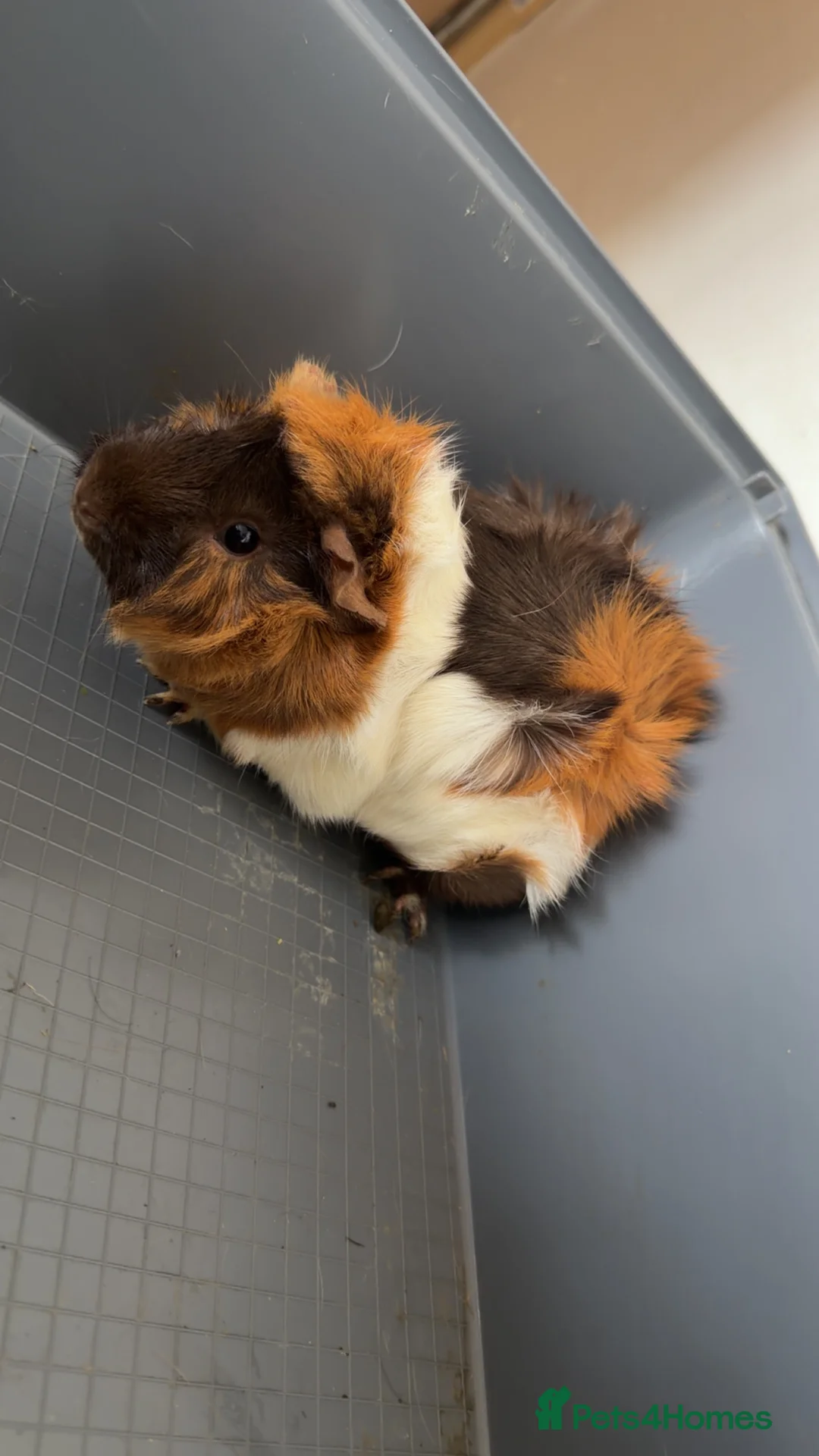 Guinea Pig rodents for sale: Two Beautiful 5-Month-Old Female Guinea Pigs - Advert 2