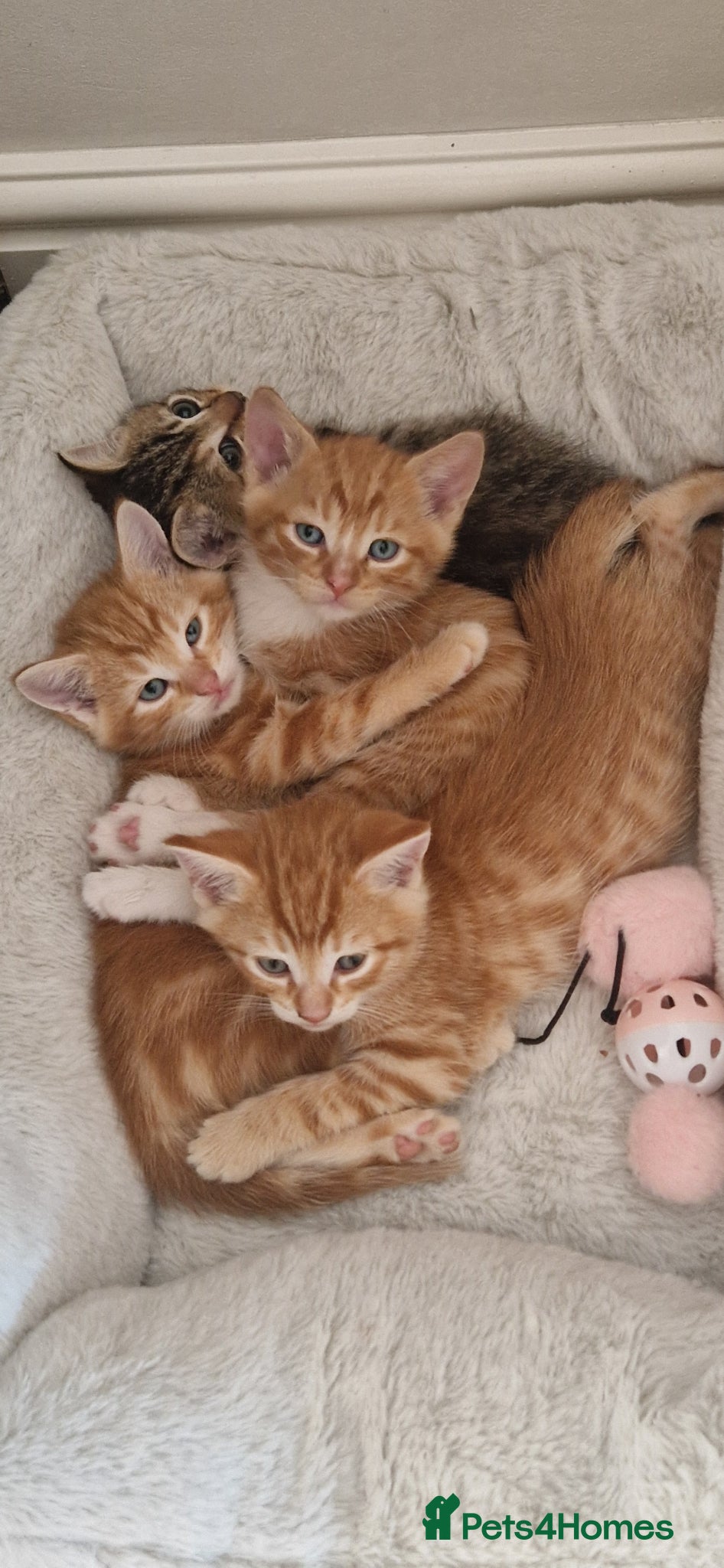 Domestic Shorthair cats for sale: Domestic Shorthair Kittens (3 males, 1 female) - Advert 15