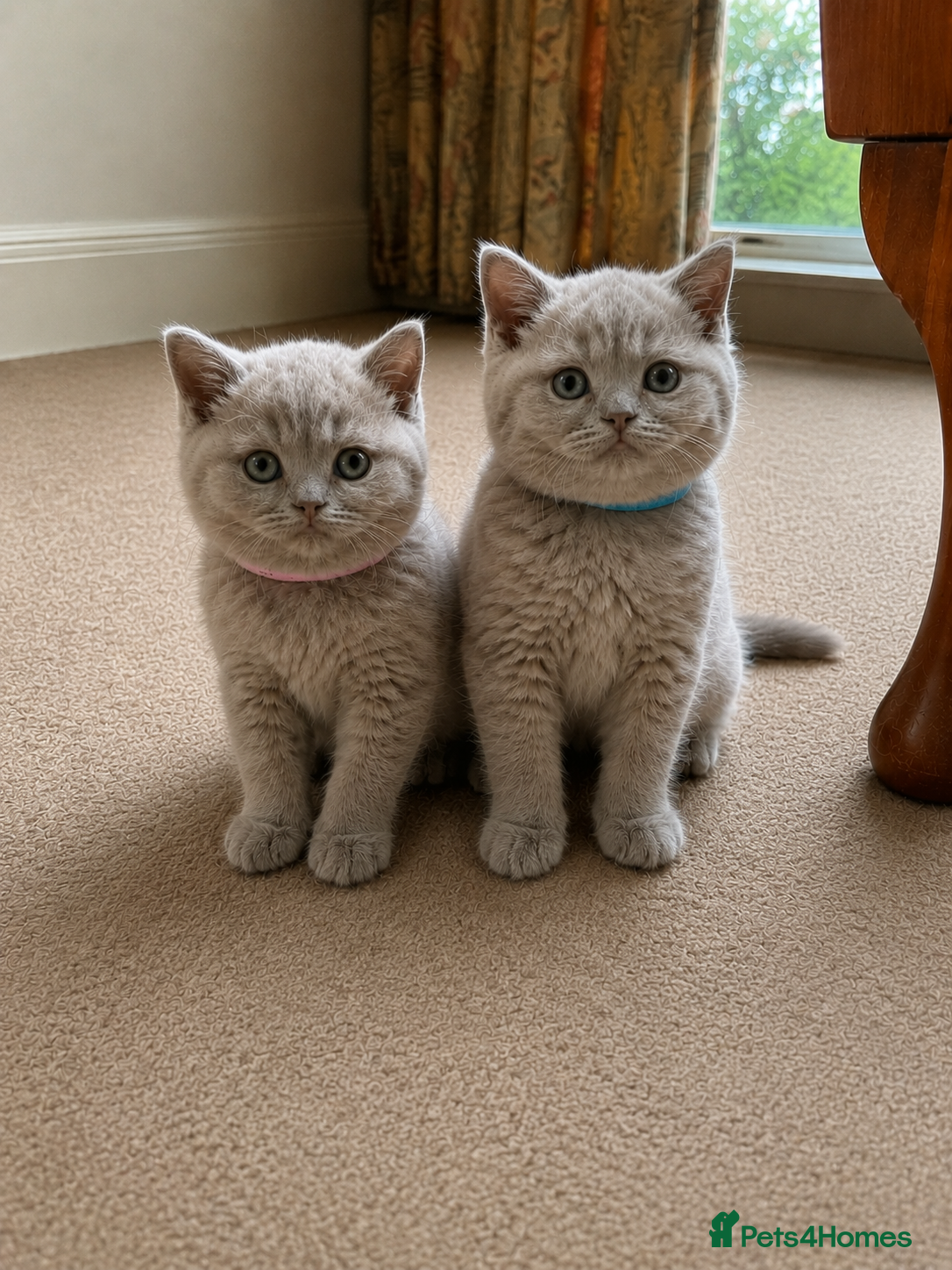 British Shorthair cats Chunky Lilac British Shorthair Kittens for sale!!! - Advert 4