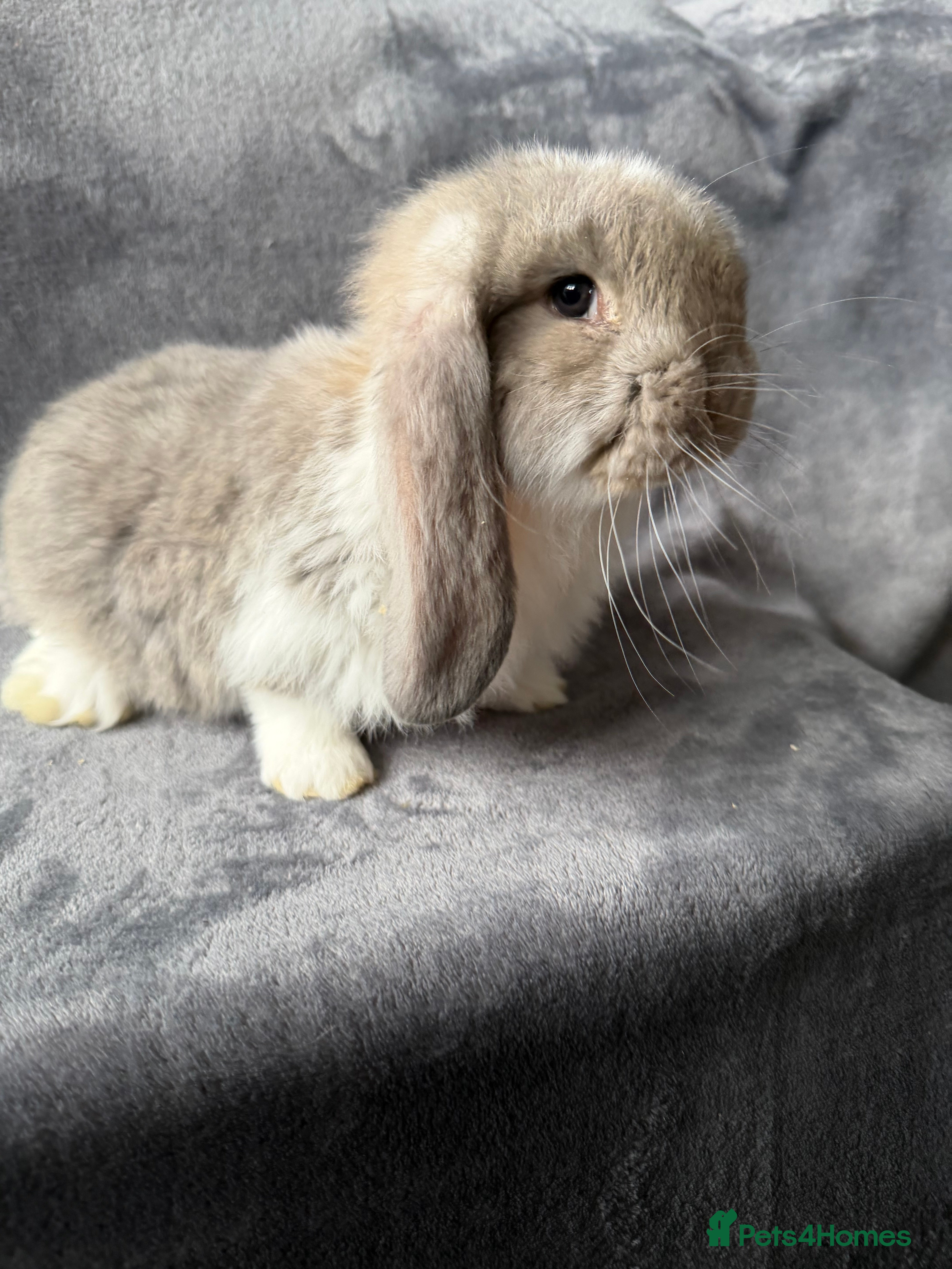 French Lop rabbits French lops  - Advert 2