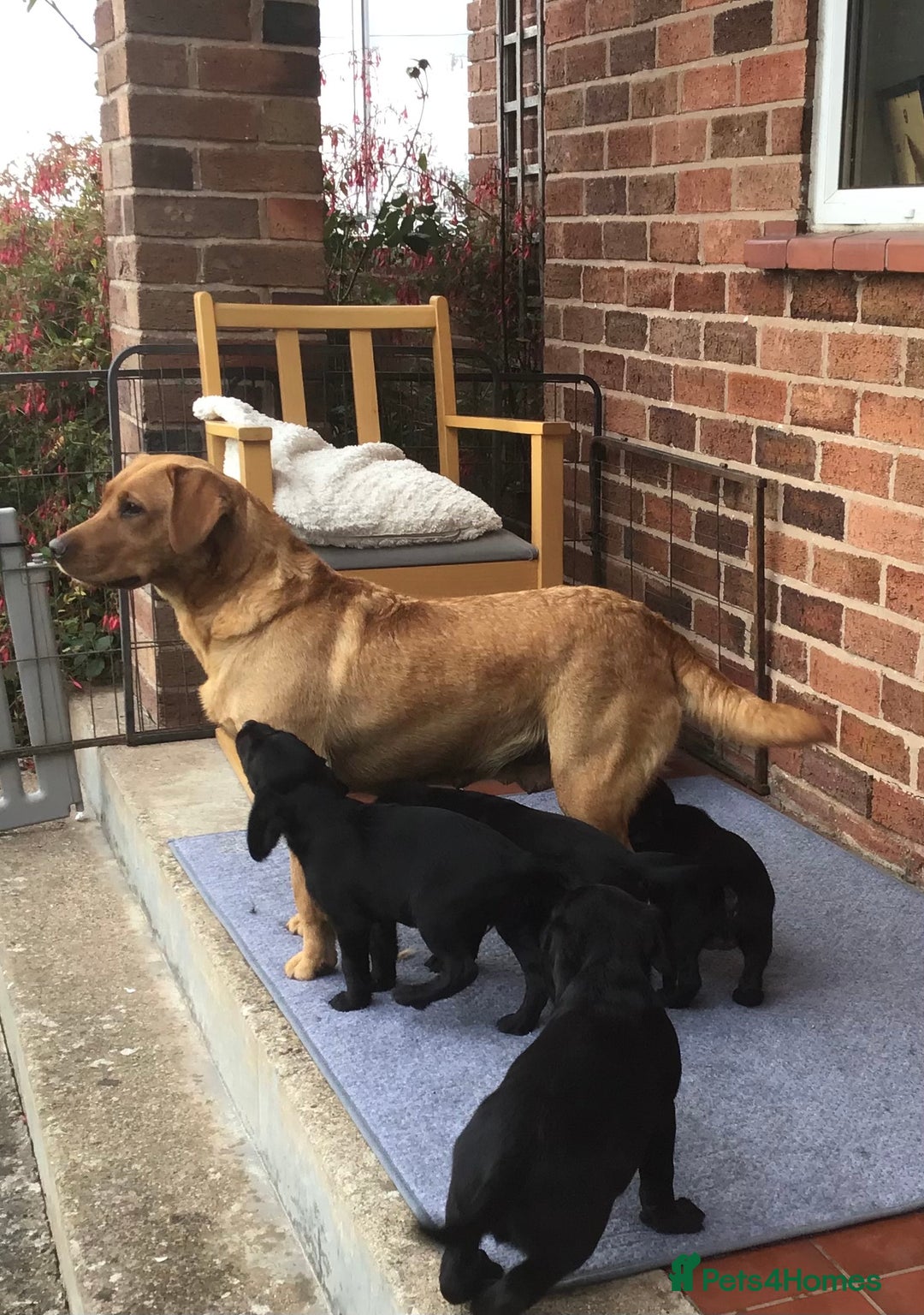 Cockerdor dogs for sale: Superb Quality Cockador Puppies, SHROPSHIRE  - Image 7