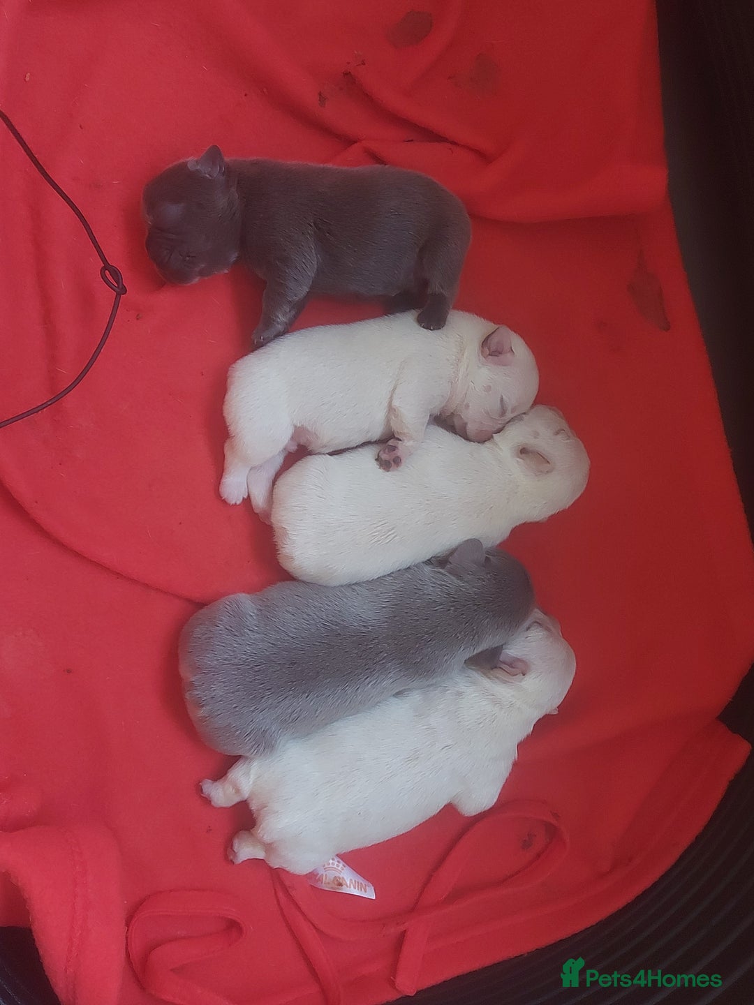 French Bulldog dogs for sale: 3 males left  - Image 1