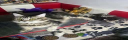Maine Coon cats for sale: Maine coon American kittens  - Advert 2