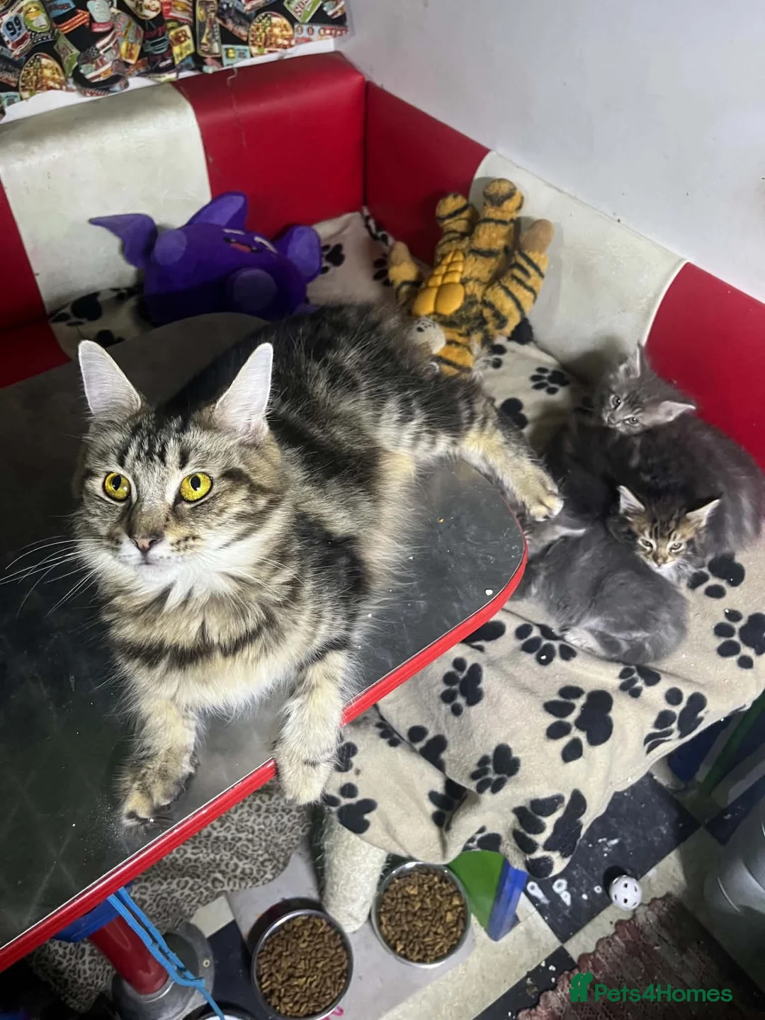 Maine Coon cats for sale: Maine coon American kittens  - Advert 2