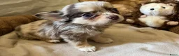 Chihuahua dogs for sale: Chihuahua puppies with blue and green eyes 2 m & 2 - Advert 8