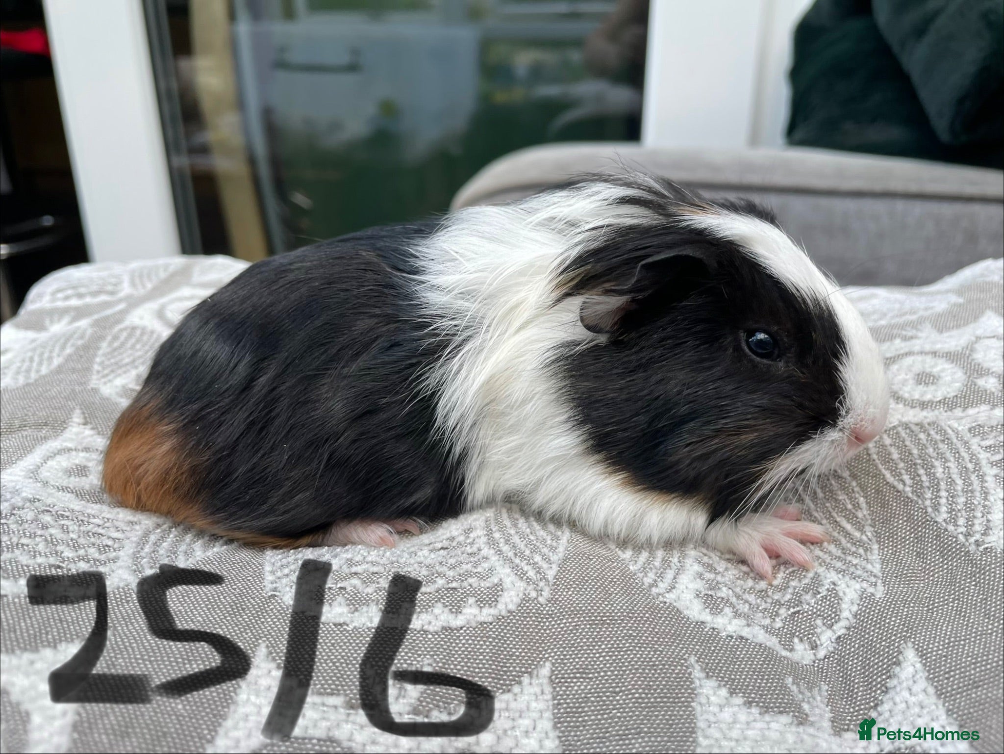 Guinea Pig rodents Teddy & Mixed breed Male Guinea Pigs - Advert 2