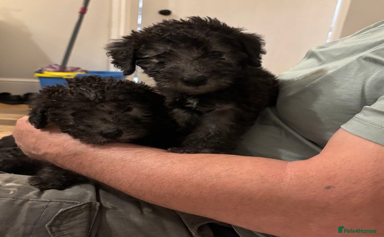 Mixed Breed dogs - Advert 1