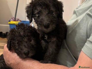 Mixed Breed dogs Bedlington Whippet - Advert 1