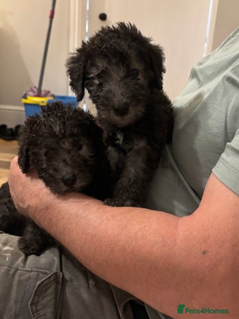 Mixed Breed dogs - Advert 1