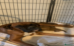 Boxer dogs for sale: KC Registered Boxer Puppies Ready in September 🐾 - Image 2
