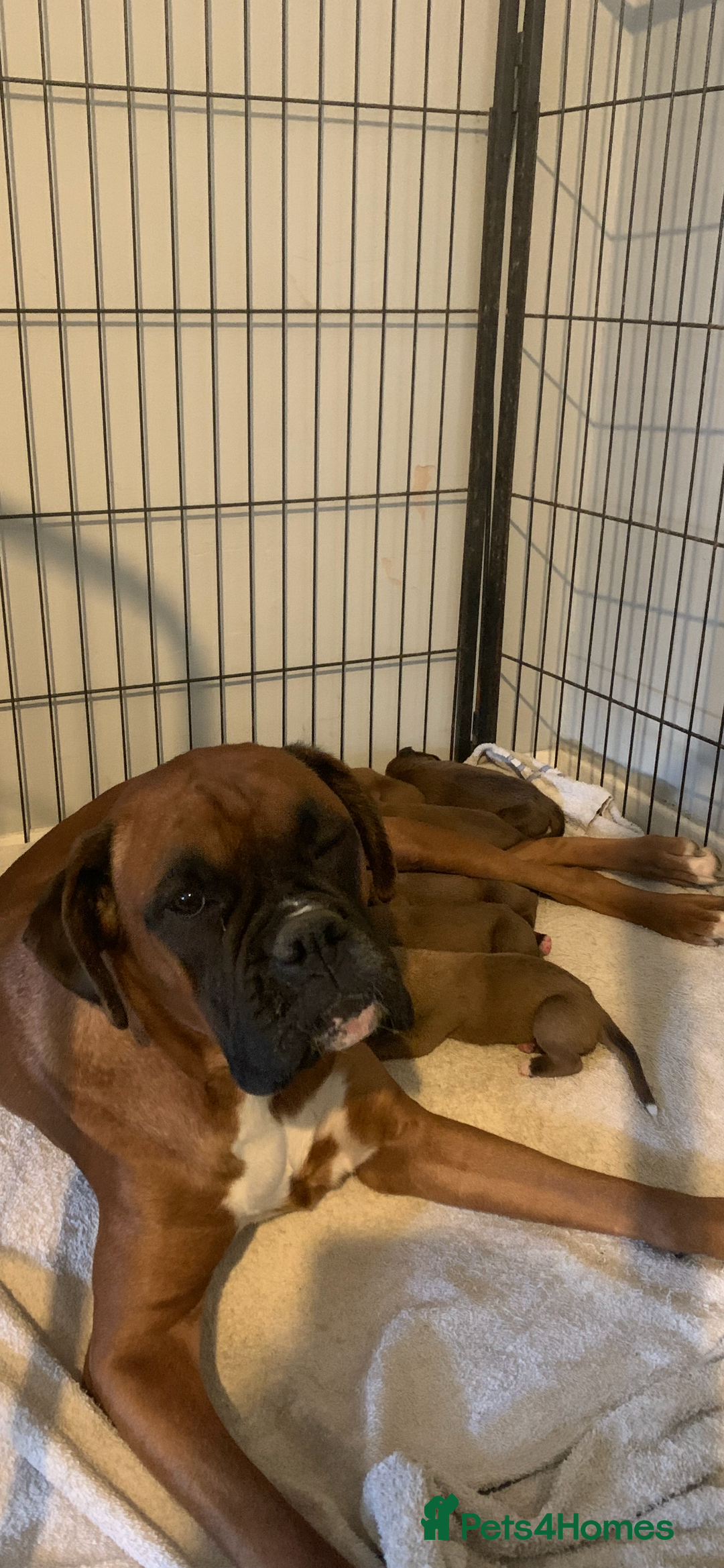 Boxer dogs for sale: KC Registered Boxer Puppies Ready in September 🐾 - Image 2