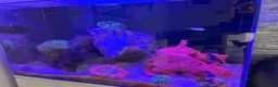 Other/Mixed Breed fish for sale: 120L Fully established Tropical fish tank in Manchester - Advert 7