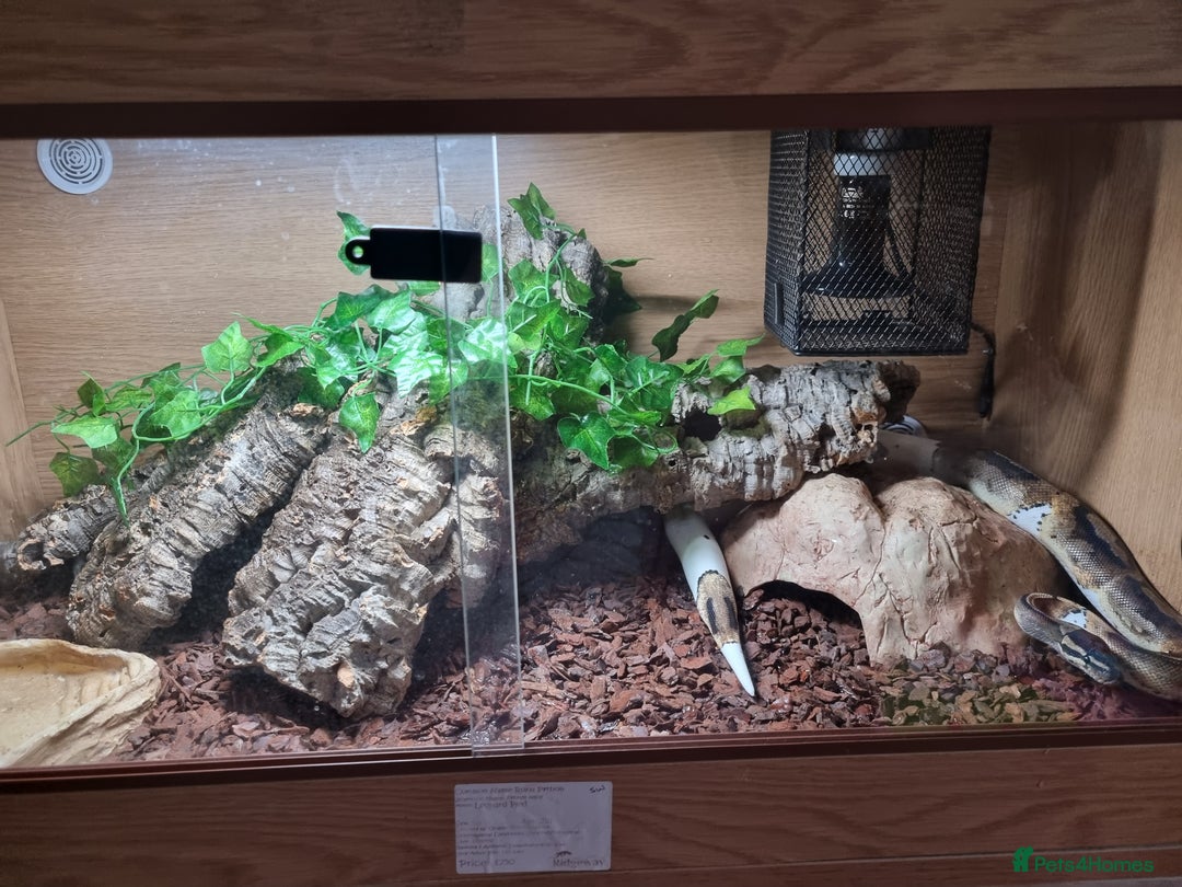 Python Snake reptiles for sale: Leopard Pied Male Royal Python plus full setup - Image 5