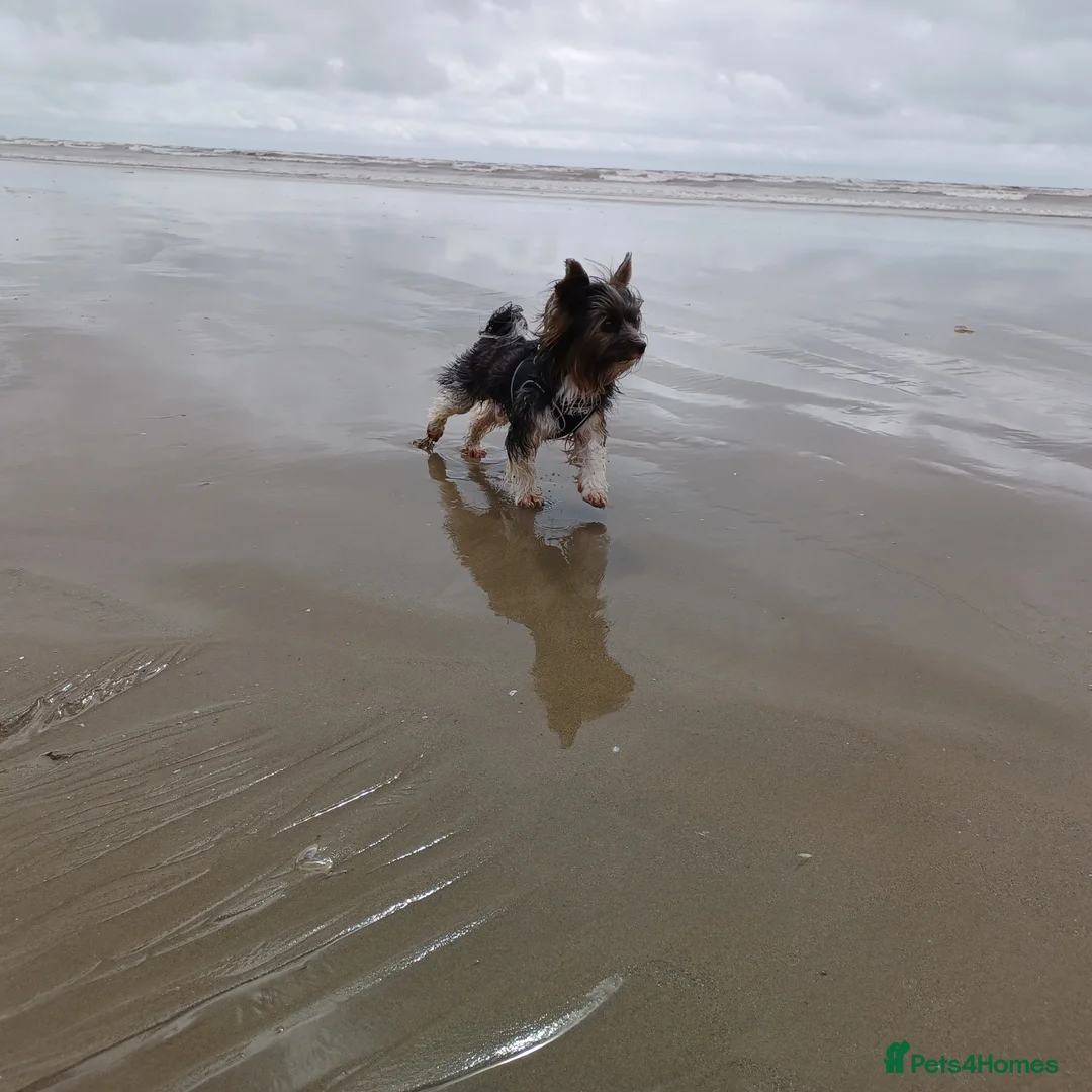 Yorkshire Terrier dogs for stud: Purebred BiewerTerrier/ColourfulYorkie Proven Stud in Merthyr Tydfil - Advert 22