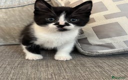 Mixed Breed cats for sale:  BOTH RESERVED boy kittens looking for home  - Image 4
