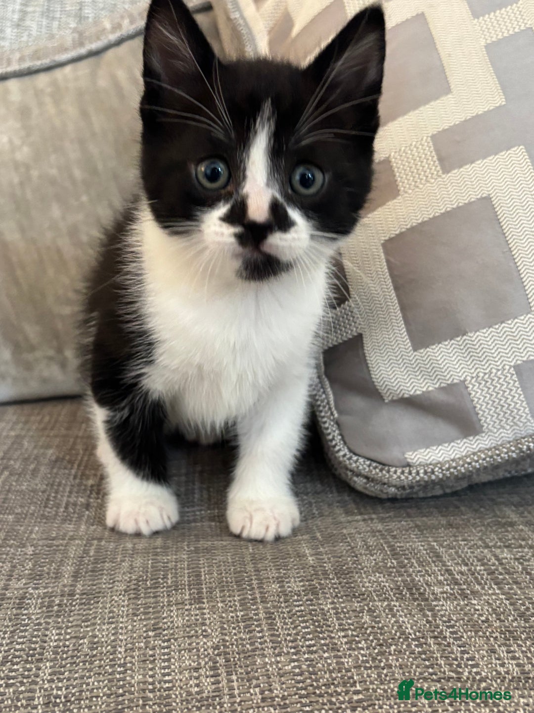 Mixed Breed cats for sale:  BOTH RESERVED boy kittens looking for home  - Image 4