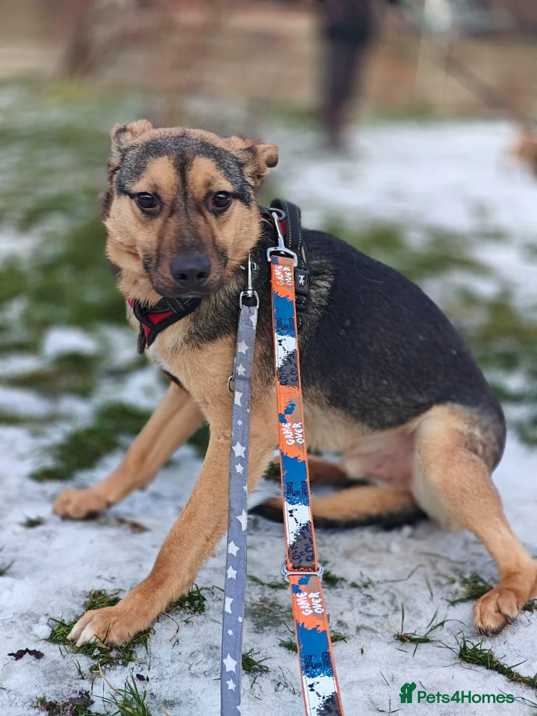 Mixed Breed dogs for adoption: URGENT FOSTER PLEA-💙 Mozart, 1 yo, lower-medium - Advert 22