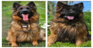 German Shepherd dogs - Advert 4