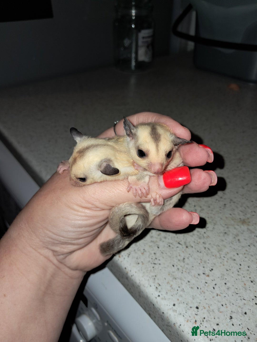 Sugar Glider rodents for sale: Female Platinum het Leucistic Sugar Glider Joeys - Advert 8