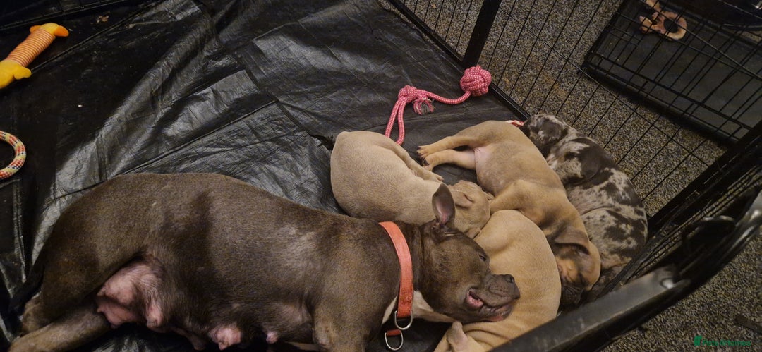 American Bully dogs for sale: Pocket bully pups - Image 9