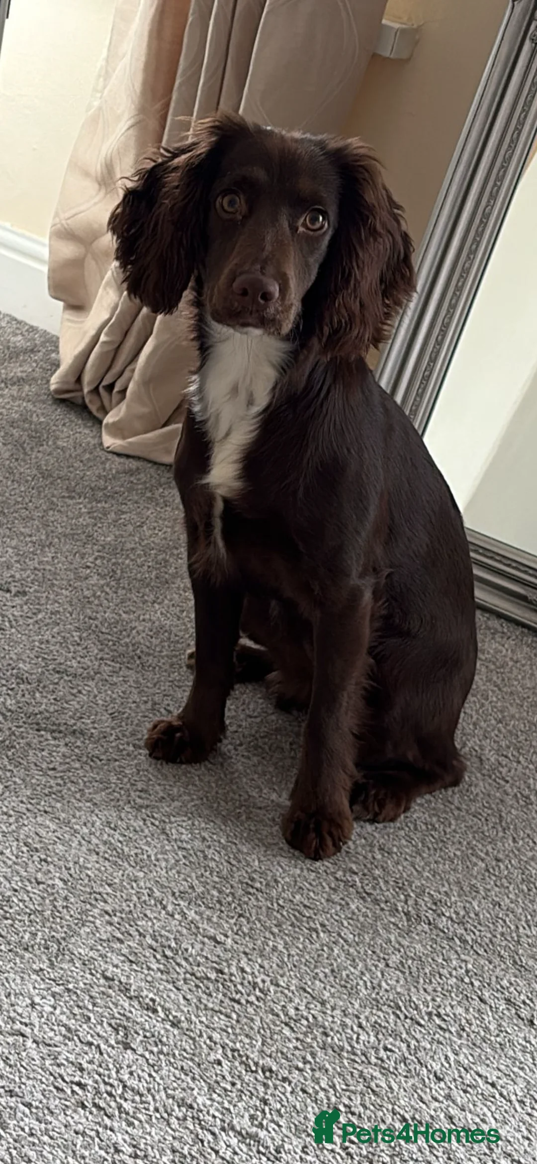 Cocker Spaniel dogs for sale: 7 month old female cocker spaniel  - Advert 2
