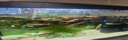 Other/Mixed Breed fish for sale: Mixed Guppies for sale in London - Advert 2