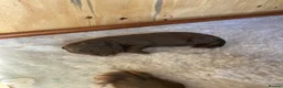 Cocker Spaniel dogs for sale: Working cocker spaniel puppies (no docked tails) in Norwich - Advert 4